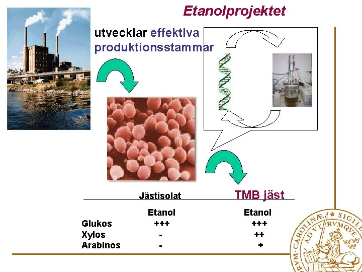 Etanolprojektet utvecklar effektiva produktionsstammar Glukos Xylos Arabinos Jästisolat TMB jäst Etanol +++ - Etanol