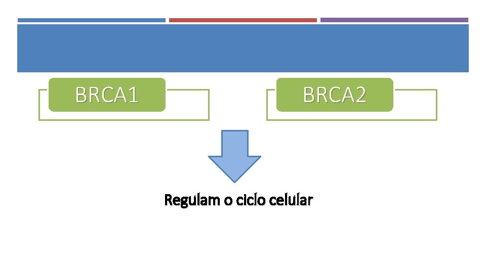 BRCA 1 BRCA 2 Regulam o ciclo celular 