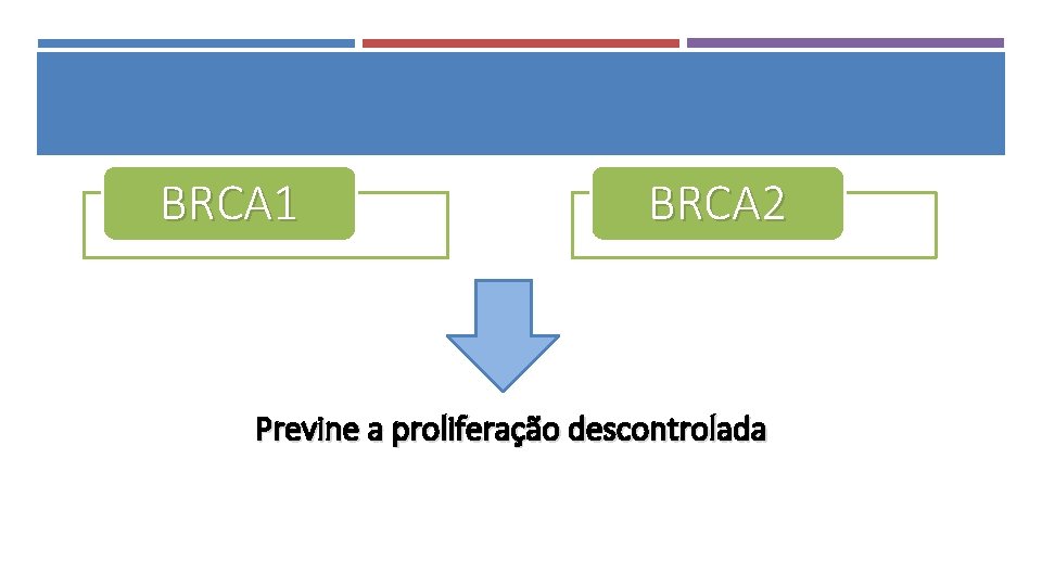 BRCA 1 BRCA 2 Previne a proliferação descontrolada 