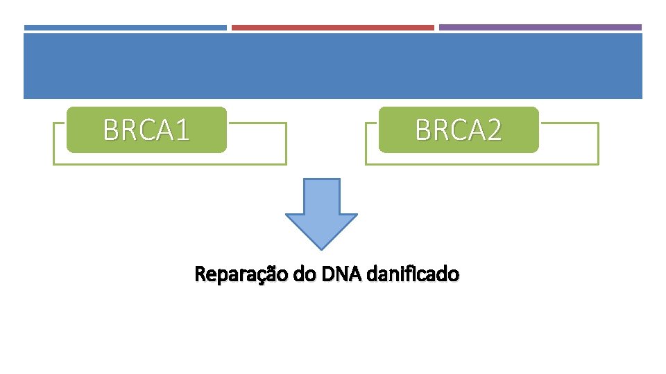 BRCA 1 BRCA 2 Reparação do DNA danificado 