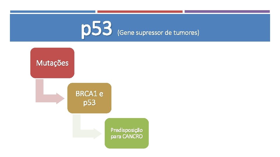 p 53 (Gene supressor de tumores) Mutações BRCA 1 e p 53 Predisposição para