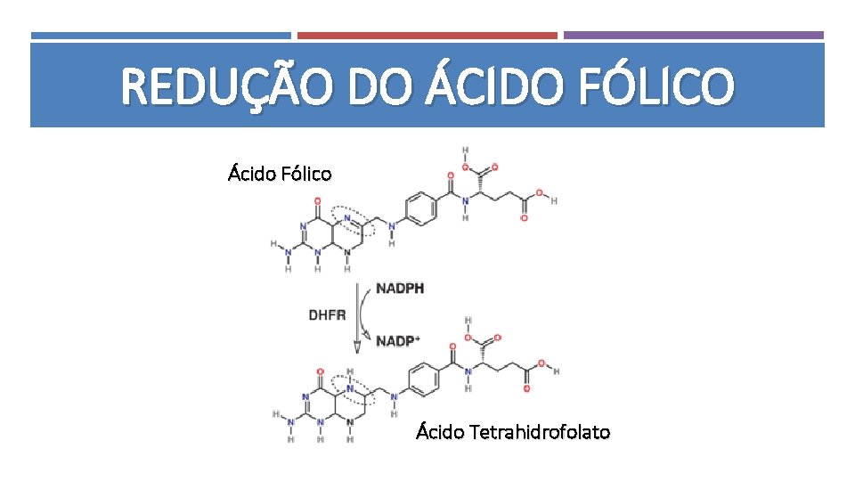 REDUÇÃO DO ÁCIDO FÓLICO Ácido Fólico Ácido Tetrahidrofolato 