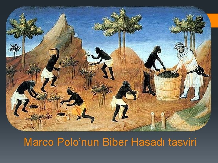 Marco Polo’nun Biber Hasadı tasviri 