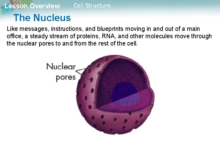 Lesson Overview Cell Structure The Nucleus Like messages, instructions, and blueprints moving in and