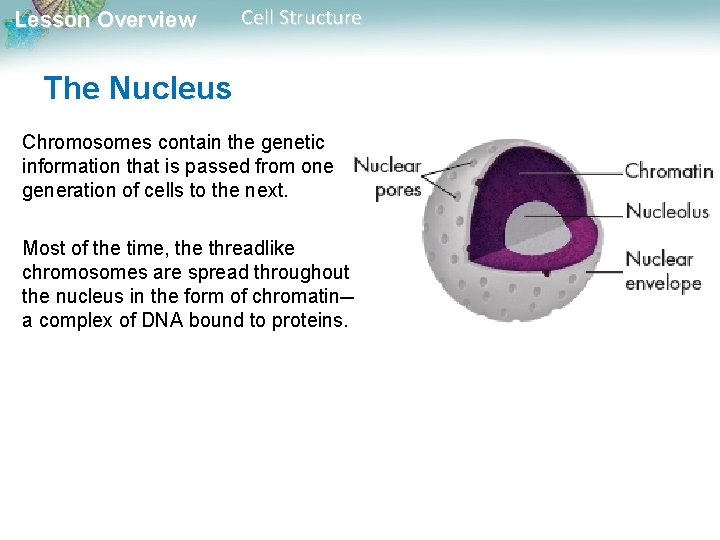 Lesson Overview Cell Structure The Nucleus Chromosomes contain the genetic information that is passed