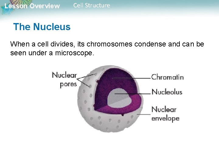 Lesson Overview Cell Structure The Nucleus When a cell divides, its chromosomes condense and