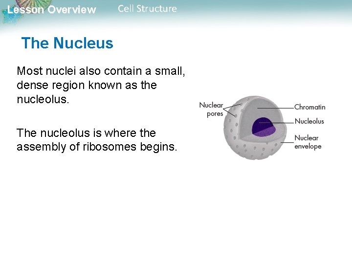 Lesson Overview Cell Structure The Nucleus Most nuclei also contain a small, dense region