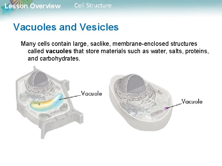 Lesson Overview Cell Structure Vacuoles and Vesicles Many cells contain large, saclike, membrane-enclosed structures