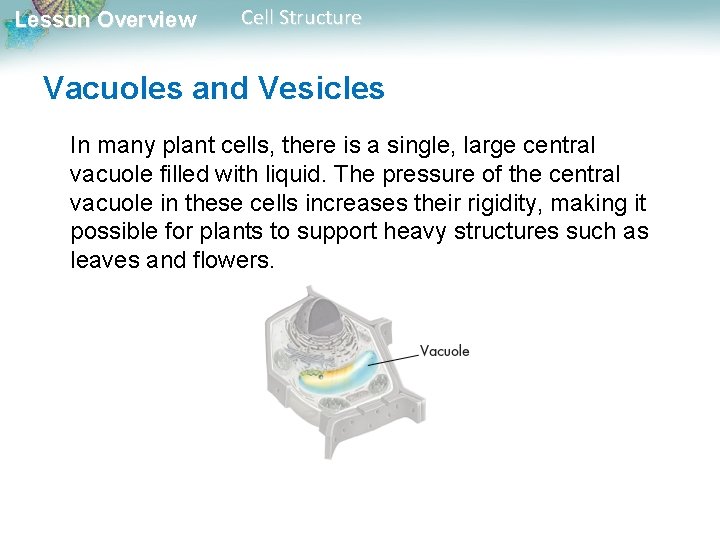 Lesson Overview Cell Structure Vacuoles and Vesicles In many plant cells, there is a