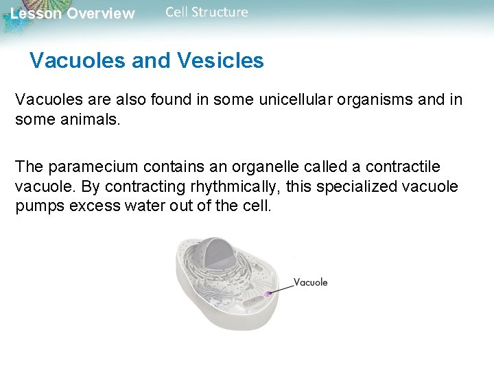 Lesson Overview Cell Structure Vacuoles and Vesicles Vacuoles are also found in some unicellular