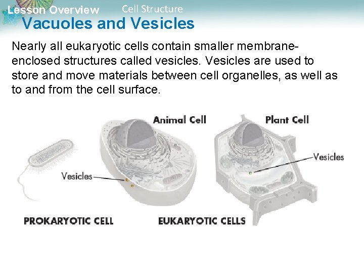 Lesson Overview Cell Structure Vacuoles and Vesicles Nearly all eukaryotic cells contain smaller membraneenclosed