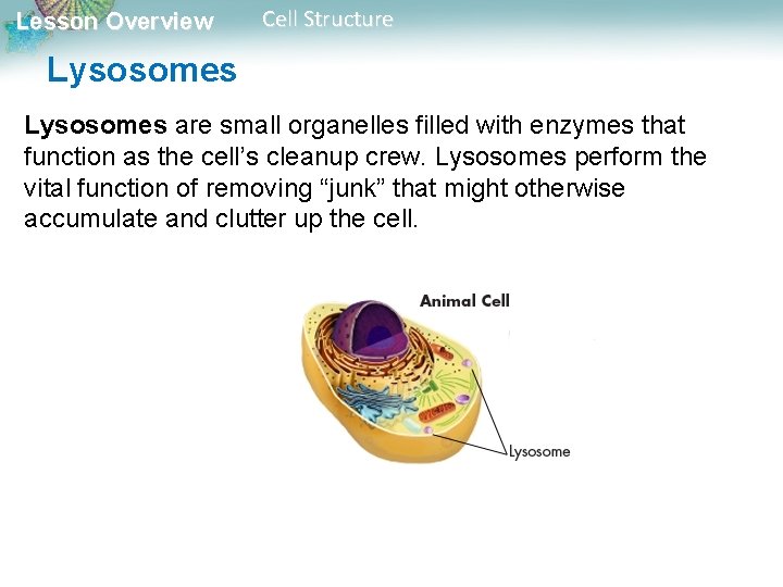 Lesson Overview Cell Structure Lysosomes are small organelles filled with enzymes that function as