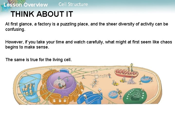 Lesson Overview Cell Structure THINK ABOUT IT At first glance, a factory is a