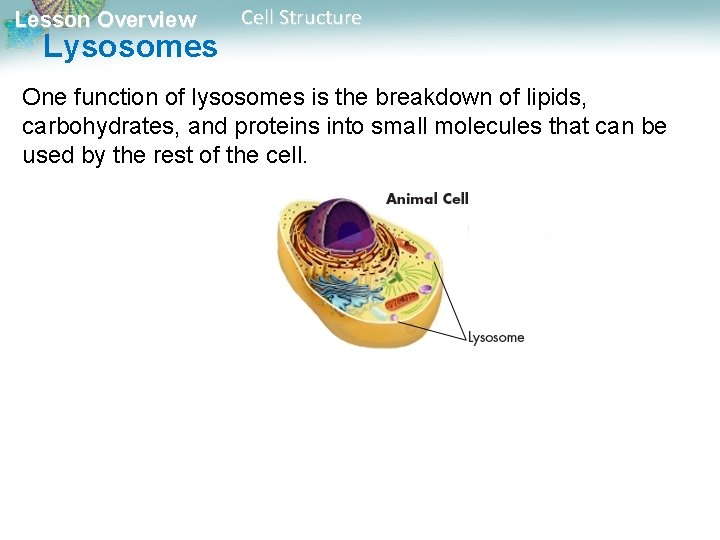 Lesson Overview Lysosomes Cell Structure One function of lysosomes is the breakdown of lipids,