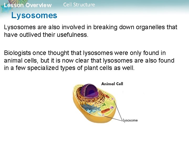Lesson Overview Cell Structure Lysosomes are also involved in breaking down organelles that have