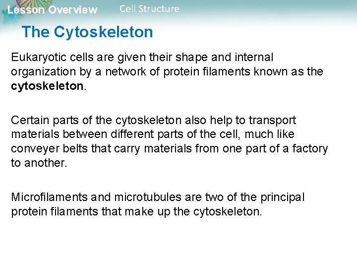 Lesson Overview Cell Structure The Cytoskeleton Eukaryotic cells are given their shape and internal