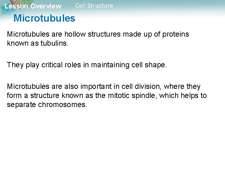 Lesson Overview Cell Structure Microtubules are hollow structures made up of proteins known as