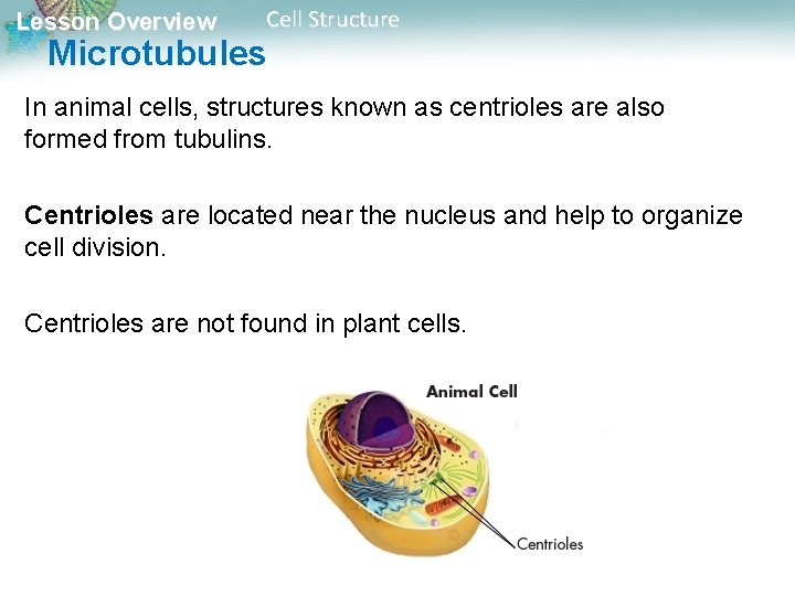 Lesson Overview Cell Structure Microtubules In animal cells, structures known as centrioles are also