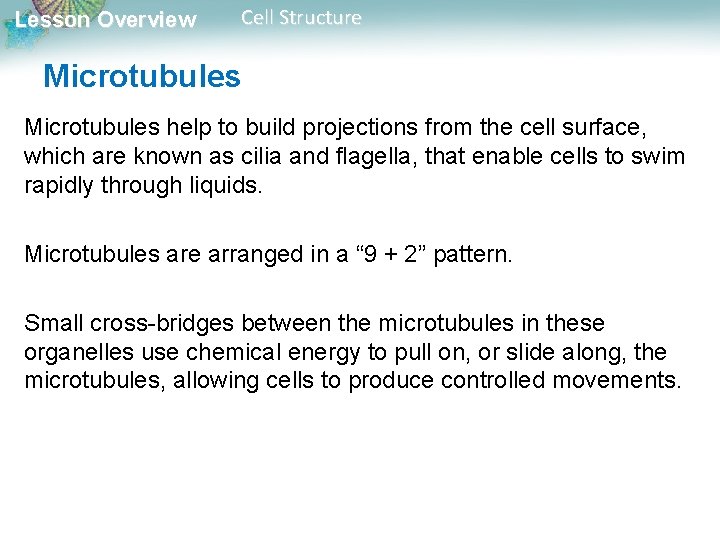 Lesson Overview Cell Structure Microtubules help to build projections from the cell surface, which
