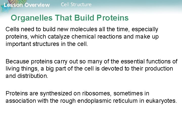Lesson Overview Cell Structure Organelles That Build Proteins Cells need to build new molecules