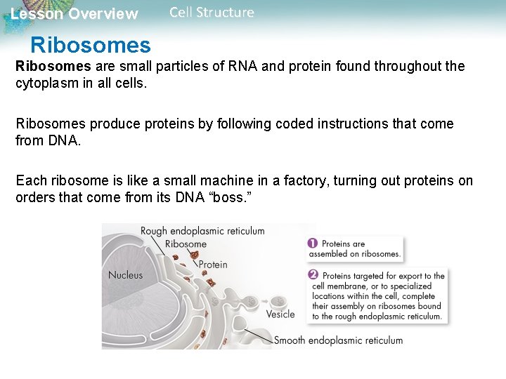 Lesson Overview Cell Structure Ribosomes are small particles of RNA and protein found throughout