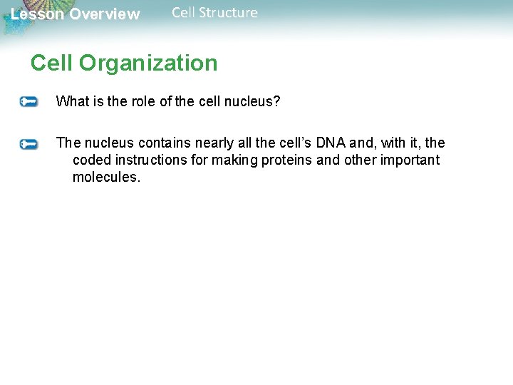Lesson Overview Cell Structure Cell Organization What is the role of the cell nucleus?