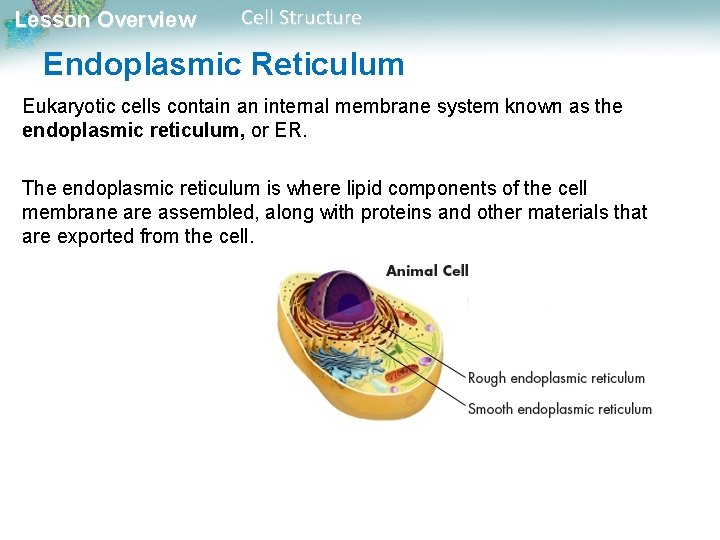 Lesson Overview Cell Structure Endoplasmic Reticulum Eukaryotic cells contain an internal membrane system known