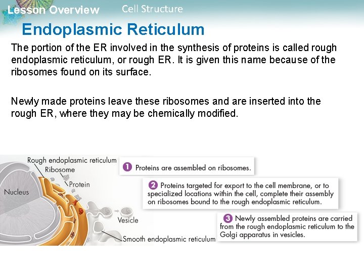 Lesson Overview Cell Structure Endoplasmic Reticulum The portion of the ER involved in the