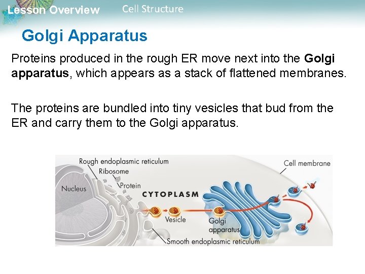 Lesson Overview Cell Structure Golgi Apparatus Proteins produced in the rough ER move next
