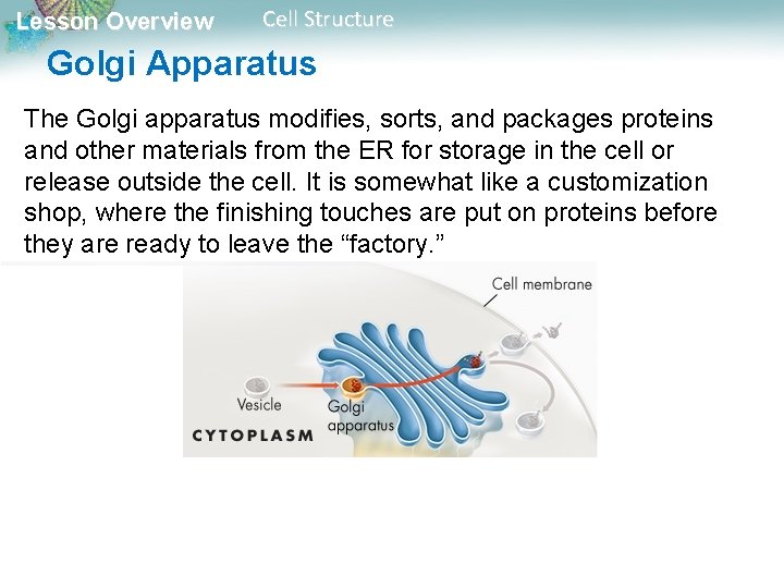 Lesson Overview Cell Structure Golgi Apparatus The Golgi apparatus modifies, sorts, and packages proteins