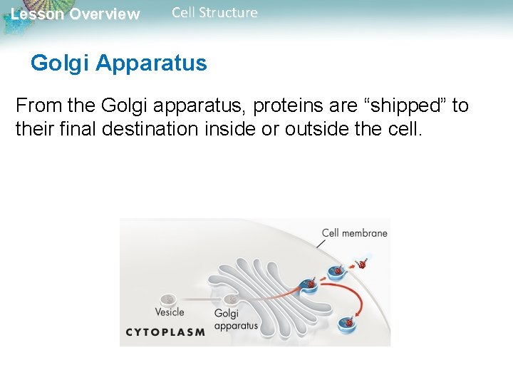 Lesson Overview Cell Structure Golgi Apparatus From the Golgi apparatus, proteins are “shipped” to