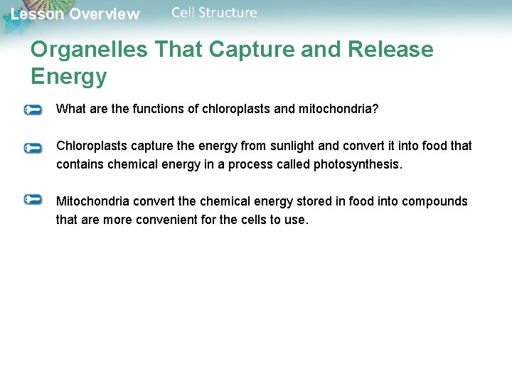 Lesson Overview Cell Structure Organelles That Capture and Release Energy What are the functions