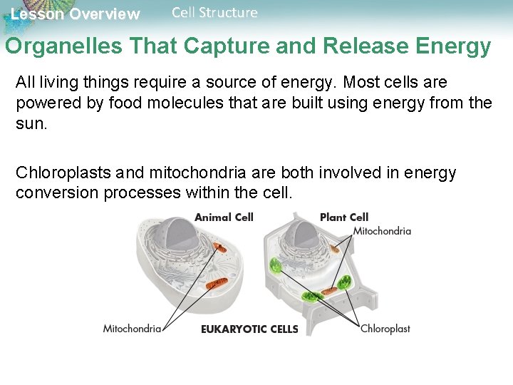Lesson Overview Cell Structure Organelles That Capture and Release Energy All living things require