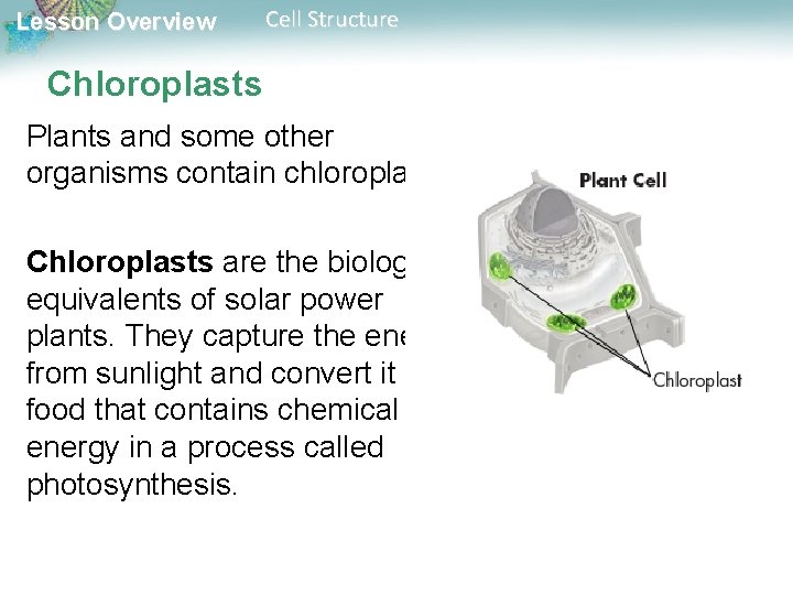 Lesson Overview Cell Structure Chloroplasts Plants and some other organisms contain chloroplasts. Chloroplasts are