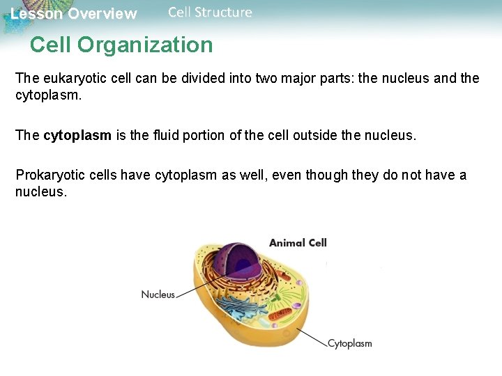 Lesson Overview Cell Structure Cell Organization The eukaryotic cell can be divided into two