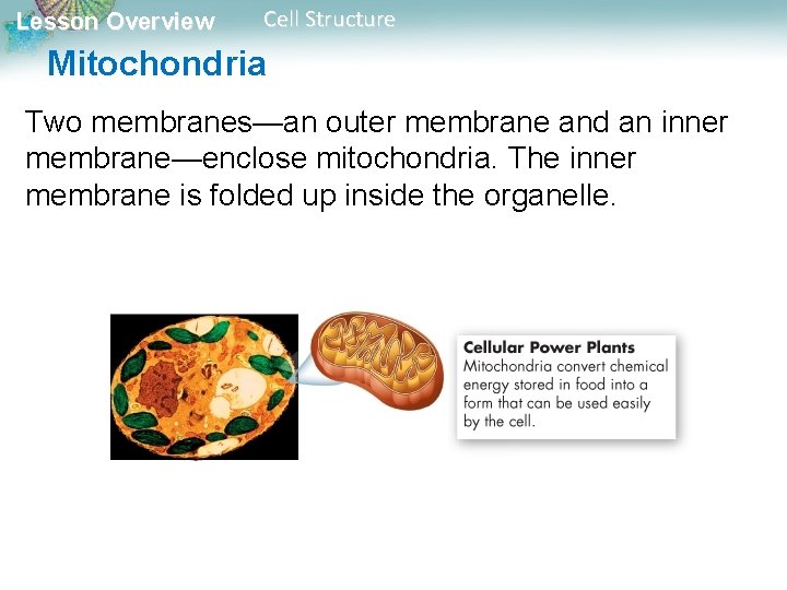 Lesson Overview Cell Structure Mitochondria Two membranes—an outer membrane and an inner membrane—enclose mitochondria.
