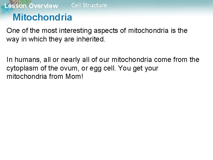 Lesson Overview Cell Structure Mitochondria One of the most interesting aspects of mitochondria is