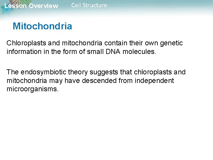 Lesson Overview Cell Structure Mitochondria Chloroplasts and mitochondria contain their own genetic information in
