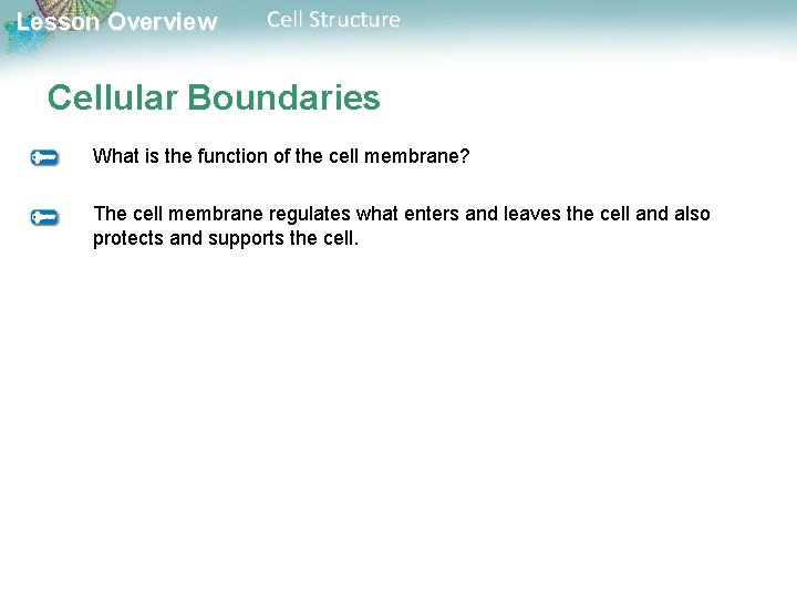 Lesson Overview Cell Structure Cellular Boundaries What is the function of the cell membrane?