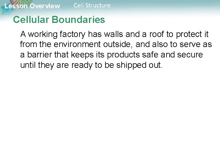 Lesson Overview Cell Structure Cellular Boundaries A working factory has walls and a roof