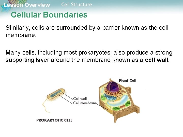 Lesson Overview Cell Structure Cellular Boundaries Similarly, cells are surrounded by a barrier known