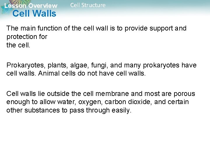 Lesson Overview Cell Walls Cell Structure The main function of the cell wall is