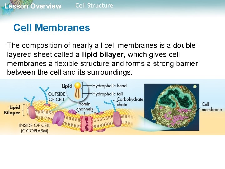Lesson Overview Cell Structure Cell Membranes The composition of nearly all cell membranes is