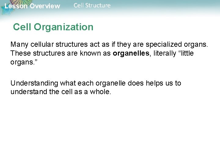 Lesson Overview Cell Structure Cell Organization Many cellular structures act as if they are