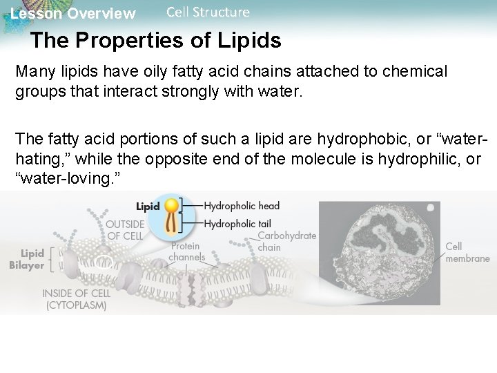 Lesson Overview Cell Structure The Properties of Lipids Many lipids have oily fatty acid