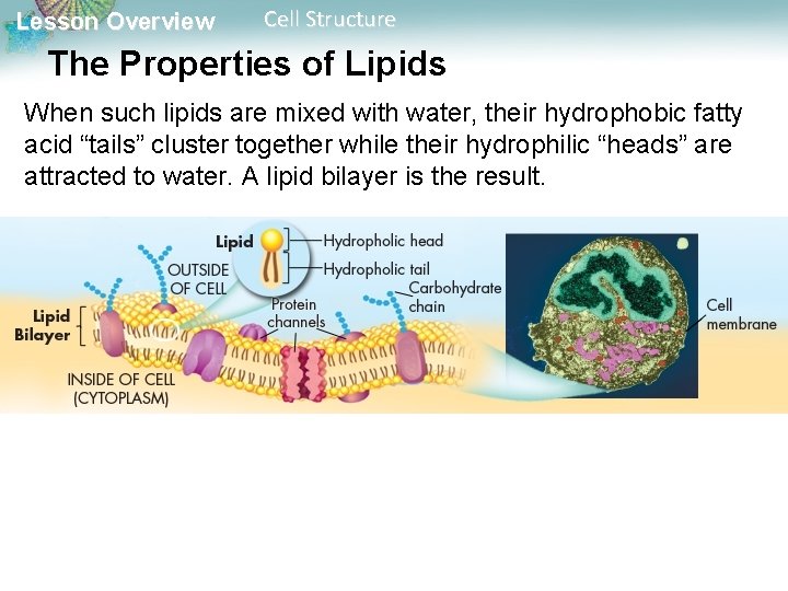 Lesson Overview Cell Structure The Properties of Lipids When such lipids are mixed with