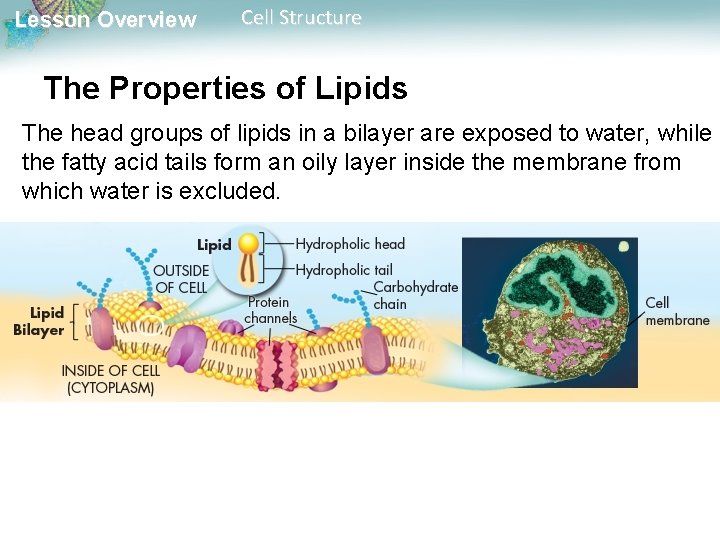 Lesson Overview Cell Structure The Properties of Lipids The head groups of lipids in