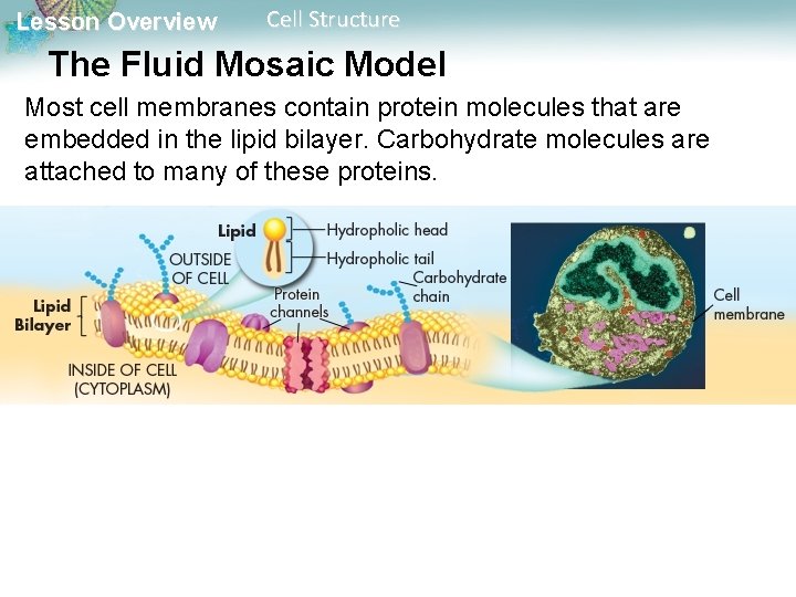 Lesson Overview Cell Structure The Fluid Mosaic Model Most cell membranes contain protein molecules