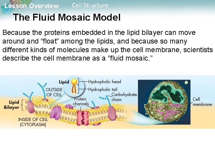 Lesson Overview Cell Structure The Fluid Mosaic Model Because the proteins embedded in the