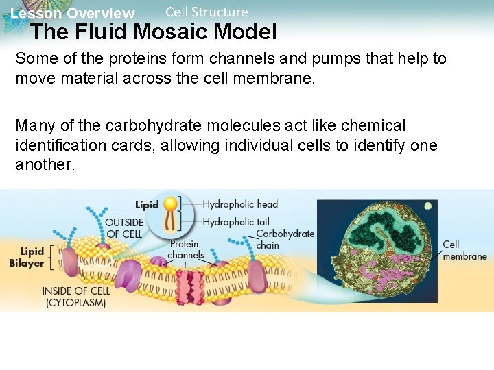 Lesson Overview Cell Structure The Fluid Mosaic Model Some of the proteins form channels